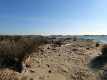 Sable vaseux estuariens à l'embouchure du Petit Rhône (C.Grillas)