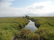 Sansouire they de roustan